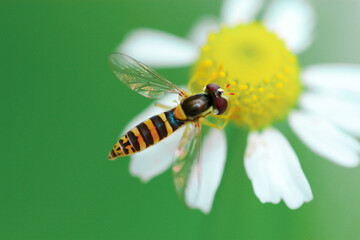 A yellow-red dragonfly insect sits on a daisy on a green background