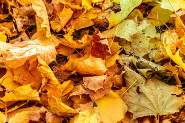 Autumn yellow leaves on the ground mosaic