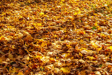 yellow leaves in a sunny autumn park