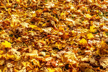 yellow autumn leaves of trees