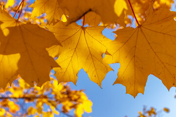 Golden maple leaves in autumn against the sky