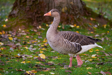 Greylag Goose on field in autumn (Anser anser)