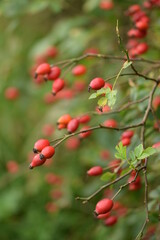 Dog rose red fresh fruits on shrub, wild healthy fruits fuul of vitamin C.