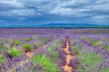 Lavender field. Lilac lavender fields surrounded by mountains. Plateau de Valensole,  Provence,...