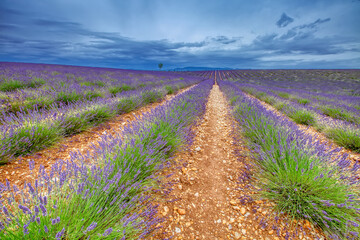 Fototapeta na wymiar Lavender field. Lilac lavender fields surrounded by mountains. Plateau de Valensole, Provence, France 