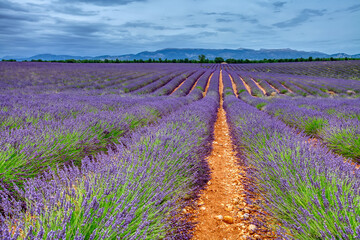 Lavender field. Lilac lavender fields surrounded by mountains. Plateau de Valensole,  Provence, France 