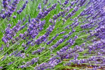 Obraz premium Lavender field. Lilac lavender fields surrounded by mountains. Plateau de Valensole, Provence, France 