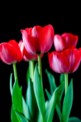 Tulip, red on black background