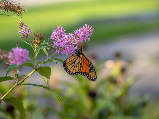 monarch butterfly,Danaus plexippus,