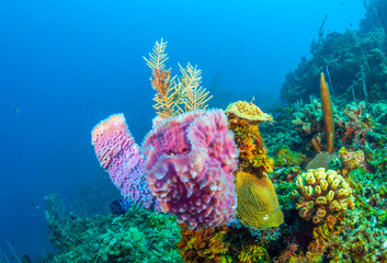 Caribbean coral garden