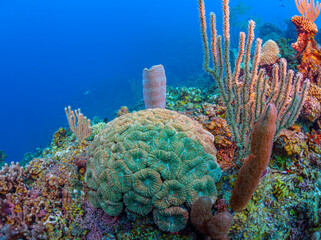 Caribbean coral garden