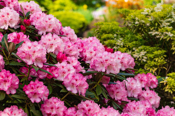 Pink Rhododendron flowering bush in the spring garden.