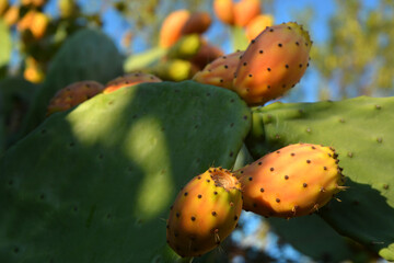 Detail of prickly pear plants with fruits.