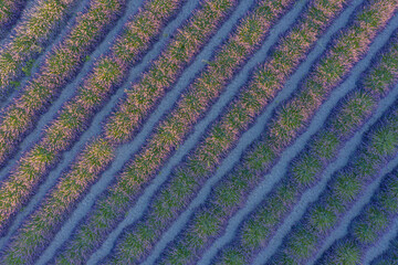 Champ de lavande vue du dessus