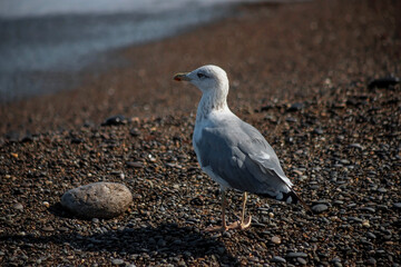 A seagull walks along the seashore. The tide line. Sea pebbles.