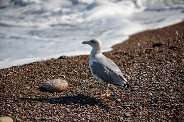 A seagull walks along the seashore. The tide line. Sea pebbles.
