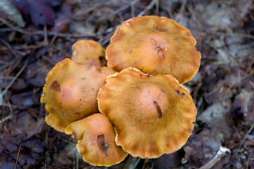 close up of mushrooms