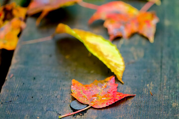 autumn leaves on wooden walkway