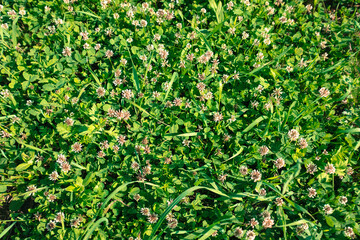 White clover on summer meadow. Blooming clover flowers in green grass. Summer grassal background. Picture for post, screensaver, wallpaper, postcard