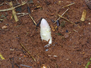 der erste Spargel guckt