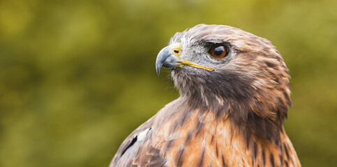 Hawk