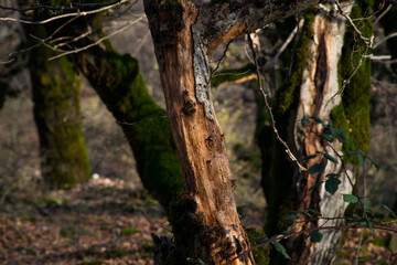 Amazing view with colorful autumn forest with asphalt mountain road at sunset.