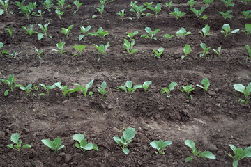 Rows of young cabbage on the field. Organic vegetables. Vegetable growing. Healthy eating. Vegetable field, top view.