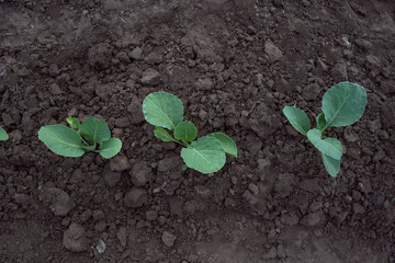 Three small sprouts of cabbage in the field. Cabbage close-up, from above. Young cabbage growing in a farm field. Ecological vegetable growing.