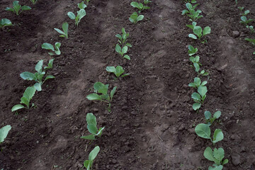 Many rows of cabbage sprouts. Vegetable field with rows of cabbage. Farm field. Ecological farming. Healthy eating. Horizontal orientation.