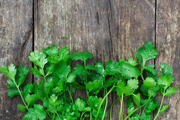 Green cilantro leaves on old wooden background with top view. Fresh seasoning for cooking. Coriander young plants on the table.