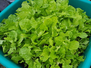 green lettuce in a pot