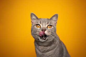 cute hungry british shorthair cat licking lips portrait on yellow background