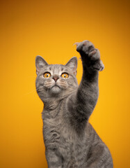 playful british shorthair cat raising paw looking at camera on yellow background with copy space