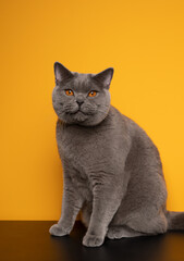 british shorthair blue cat sitting on black table in front of yellow background with copy space
