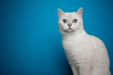 beautiful white british shorthair cat with blue eyes looking at camera portrait on blue background with copy space