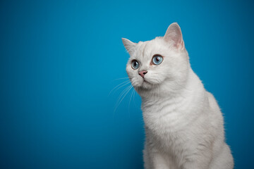 beautiful white blue eyed british shorthair cat looking to the side portrait on blue background with copy space