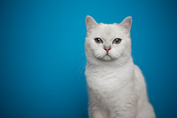 beautiful white british shorthair cat with blue eyes portrait on blue background with copy space