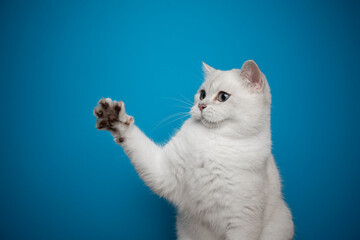 playful white british shorthair cat raising paw showing claws on blue background with copy space