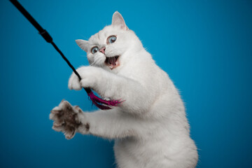 playful white british shorthair cat playing with feather toy on blue background