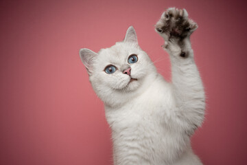 playful white british shorthair cat with blue eyes raising paw on pink background with copy space