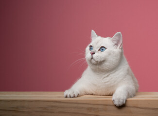 cute white british shorthair cat leaning on wooden counter looking to the side curiously on pink background with copy space