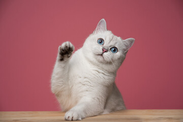 cute white blue eyed british shorthair cat leaning on wooden counter raising paw looking at camera...