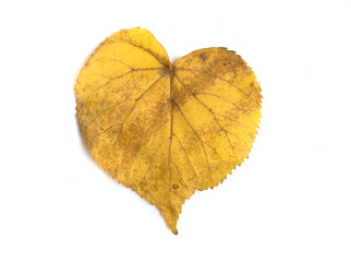 heart shaped autumn leaf