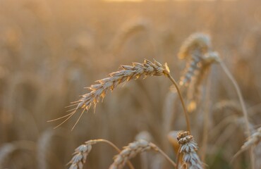 Golden ripe ear of wheat in the reflections of the setting sun against the background of a field