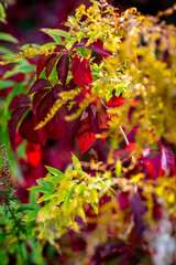 Leaves in colorful autumn colors