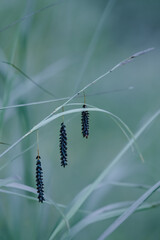 Grass with three black spikes