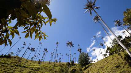 Palms in the wind