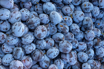 Fresh organic raw plums pile