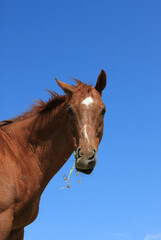 Cute Chestnut Horse with Blue Sky