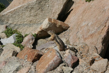 Chipmunk on rocks
